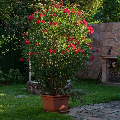 OLEANDER DWARF RED #3 #5