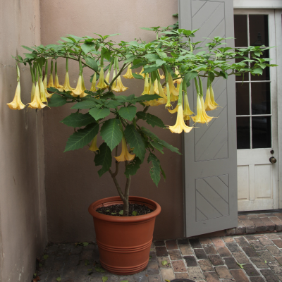 ANGELS TRUMPET #5