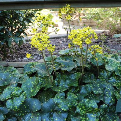 LEOPARD PLANT SPOTTED #1