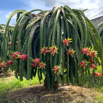 CACTUS DRAGON FRUIT #3