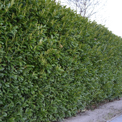 CHERRY LAUREL PATIO HEDGE