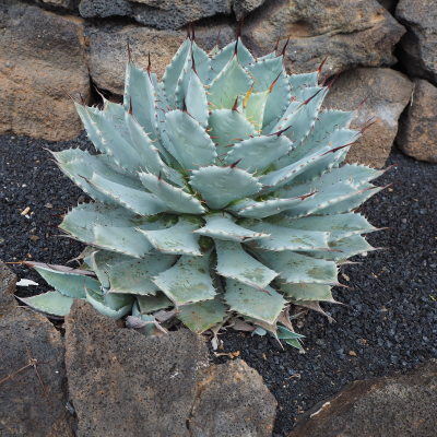 AGAVE PARRASANA #3