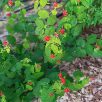 TURKS CAP PINK #3