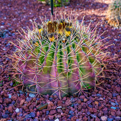 CACTUS BARREL FIRE #5