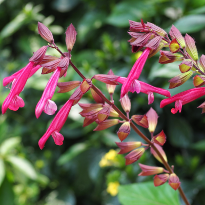 SALVIA ASSORTED #3 #5