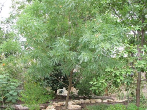 BLANK TREE