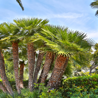 PALM MEDITERRANEAN FAN 11' - 15'