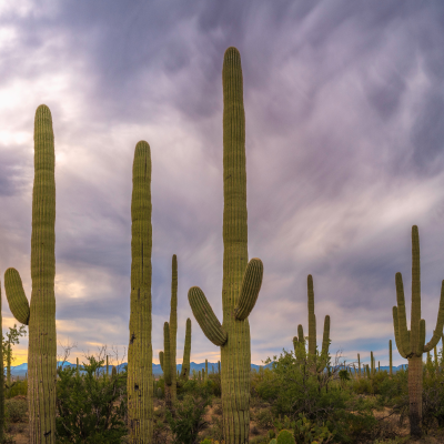 CACTUS ARIZONA SAGUARO 4'