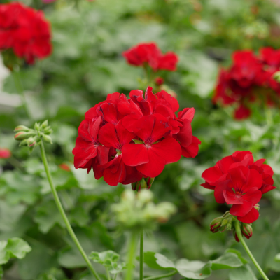 HANGING BASKET GERANIUM 10"