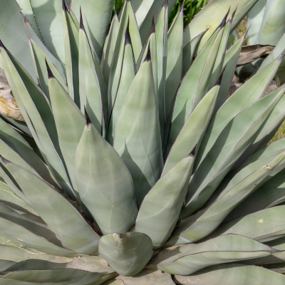 AGAVE SHARK SKIN #1