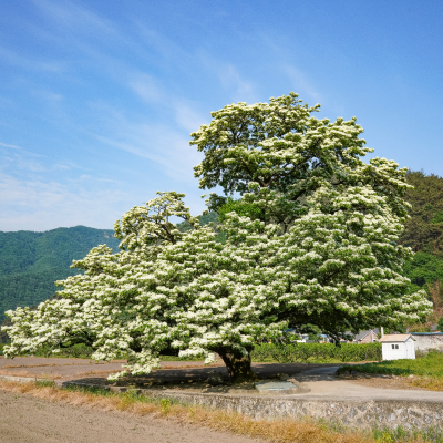 CHINESE FRINGE TREE #45