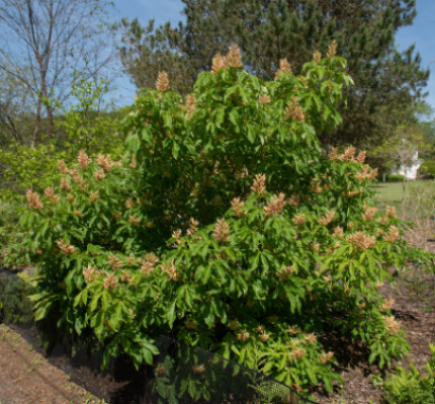 BUCKEYE RED #15