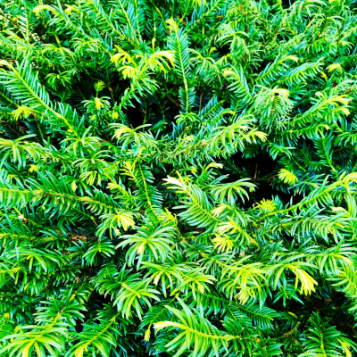 YEW PLUM DUKE GARDENS #3