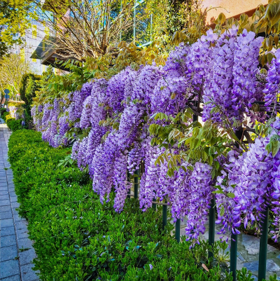 WISTERIA ESPALIER #7