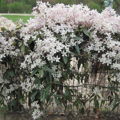 CLEMATIS EVERGREEN #1