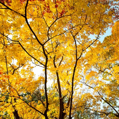 MAPLE SHANTUNG SUNSET #30