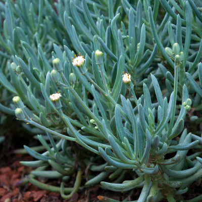 SUCCULENT SENECIO CHALK STICK #3