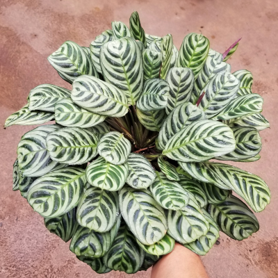 CALATHEA #3