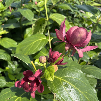 SWEET SHRUB #3