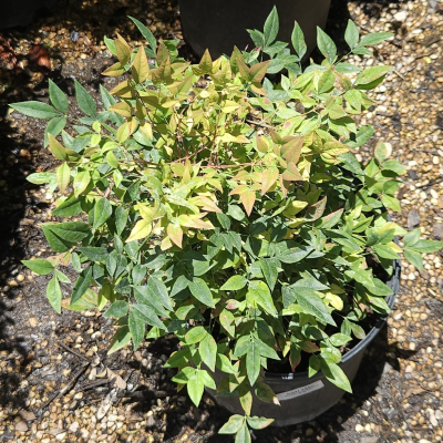 NANDINA GULFSTREAM #3 #5