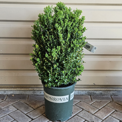 BOXWOOD GREEN MOUNTAIN #7