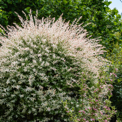 DAPPLED WILLOW #3