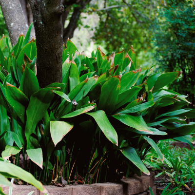 CAST IRON PLANT #7