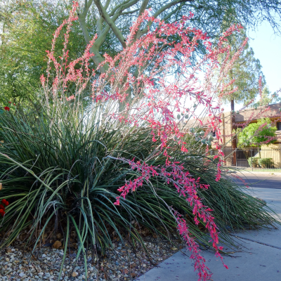 HESPERALOE RED #3