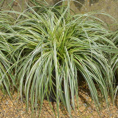 CAREX SEDGE FEATHER FALLS #1