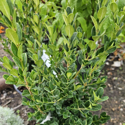 BOXWOOD WINTER GEM #6