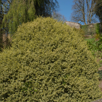 BOXWOOD VARIEGATED #5