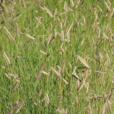 GRASS GRAMA BLUE EASTERN #1