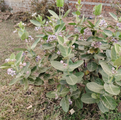 GIANT MILKWEED #7