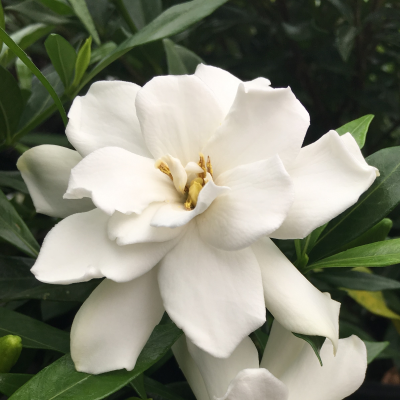 GARDENIA FROST PROOF #3