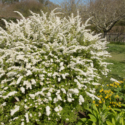 SPIREA WHITE #3