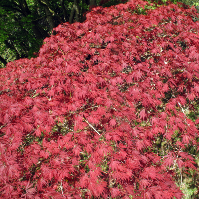 MAPLE JAPANESE BOXED