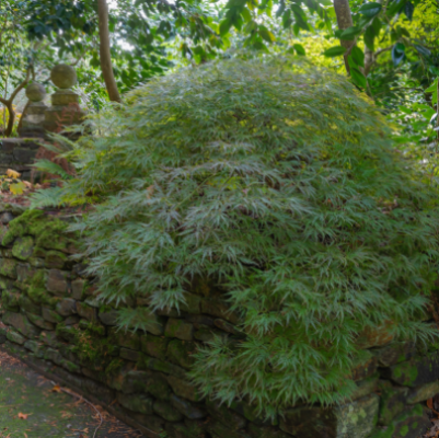 MAPLE JAPANESE GREEN WEEPING #5