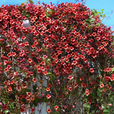 CROSSVINE PREMIUM #5