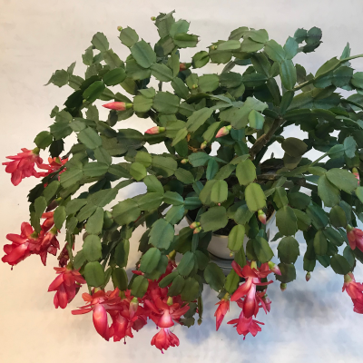 CHRISTMAS CACTUS 6"