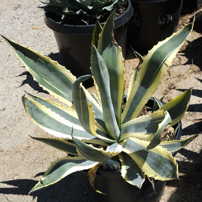 AGAVE OPAL #15