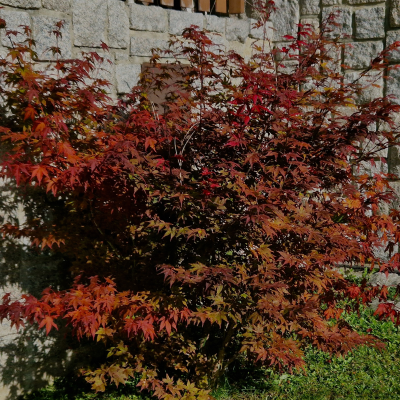 MAPLE JAPANESE BLOODGOOD PREMIUM #20