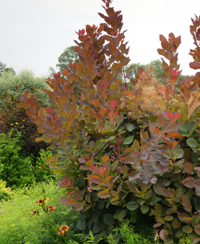 SMOKE TREE GRACE #15