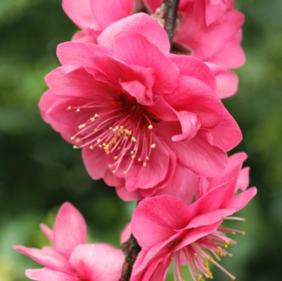 PEACH FLOWERING #7