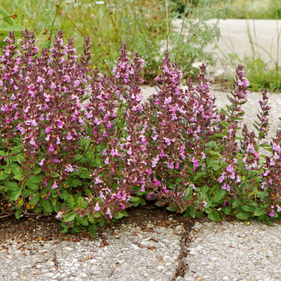 GERMANDER WALL #3 #5