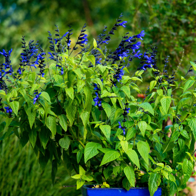 SALVIA GUARANITICA #3