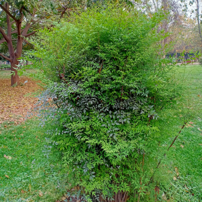 NANDINA LEMON LIME #3