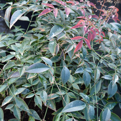 NANDINA FLIRT #3