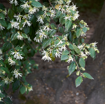 LOROPETALUM WHITE BLOOM #2 #3