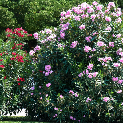 OLEANDER PINK #15