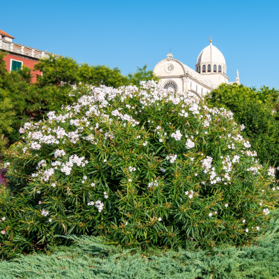 OLEANDER WHITE #5